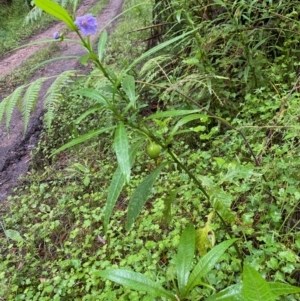 Solanum vescum at Budawang, NSW - 2 Jan 2021