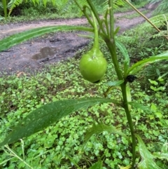 Solanum vescum at Budawang, NSW - 2 Jan 2021