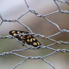 Amata (genus) (Handmaiden Moth) at Mongarlowe River - 2 Jan 2021 by LisaH