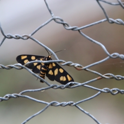 Amata (genus) (Handmaiden Moth) at Mongarlowe, NSW - 2 Jan 2021 by LisaH