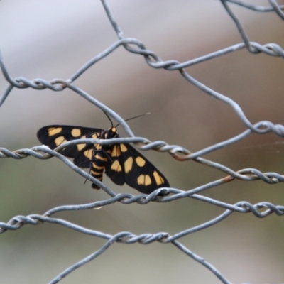 Amata (genus) (Handmaiden Moth) at Mongarlowe, NSW - 2 Jan 2021 by LisaH