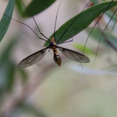 Leptotarsus (Leptotarsus) clavatus (A crane fly) at QPRC LGA - 2 Jan 2021 by LisaH