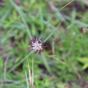 Oreomyrrhis eriopoda at Mongarlowe, NSW - suppressed