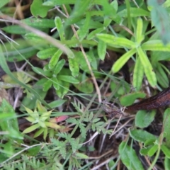 Oreomyrrhis eriopoda at Mongarlowe, NSW - suppressed