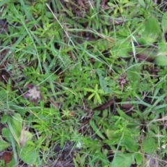 Oreomyrrhis eriopoda at Mongarlowe, NSW - suppressed