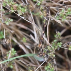 Austrolestes leda (Wandering Ringtail) at QPRC LGA - 2 Jan 2021 by LisaH