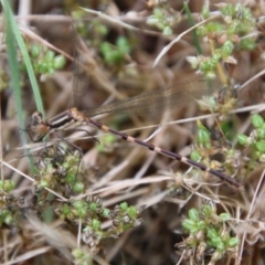 Austrolestes leda at Mongarlowe, NSW - suppressed