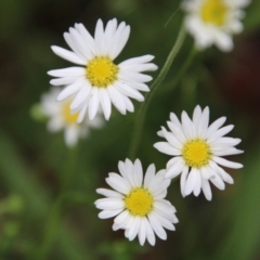 Brachyscome aculeata (Hill Daisy) at Budawang, NSW - 2 Jan 2021 by LisaH