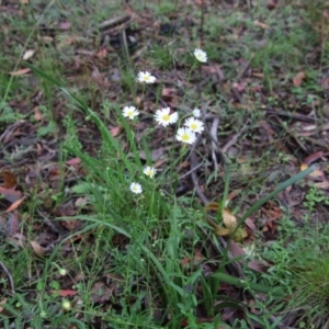 Brachyscome aculeata at Budawang, NSW - 2 Jan 2021