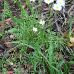 Brachyscome aculeata at Budawang, NSW - 2 Jan 2021