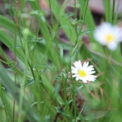 Brachyscome aculeata at Budawang, NSW - 2 Jan 2021