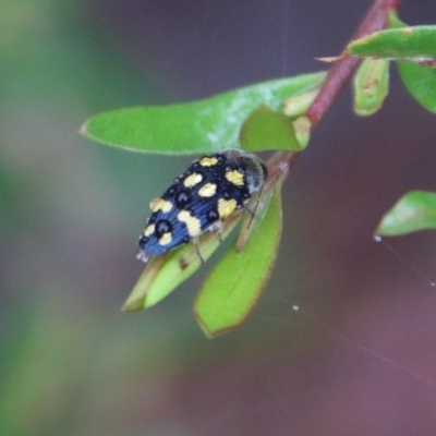 Astraeus (Astraeus) dilutipes (A jewel beetle) at Budawang, NSW - 2 Jan 2021 by LisaH