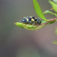 Astraeus (Astraeus) dilutipes at Budawang, NSW - 2 Jan 2021