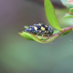 Astraeus (Astraeus) dilutipes at Budawang, NSW - 2 Jan 2021