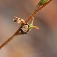 Araneinae (subfamily) (Orb weaver) at Budawang, NSW - 2 Jan 2021 by LisaH