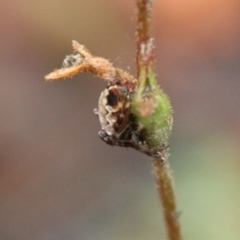 Araneinae (subfamily) at Budawang, NSW - 2 Jan 2021