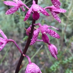 Dipodium punctatum (Blotched Hyacinth Orchid) at Paddys River, ACT - 2 Jan 2021 by CathyKatie