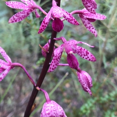 Dipodium punctatum (Blotched Hyacinth Orchid) at Paddys River, ACT - 1 Jan 2021 by Cathy_Katie