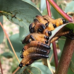 Perginae sp. (subfamily) at Paddys River, ACT - 2 Jan 2021