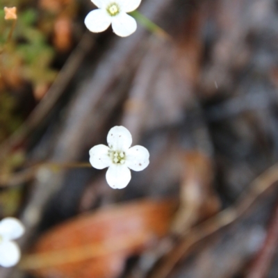 Mitrasacme (genus) at Budawang, NSW - 2 Jan 2021 by LisaH