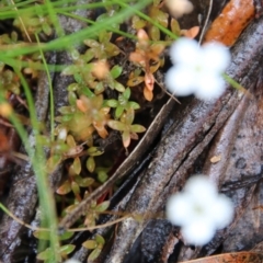 Mitrasacme sp. at Budawang, NSW - 2 Jan 2021