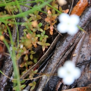 Mitrasacme sp. at Budawang, NSW - 2 Jan 2021