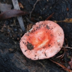 Russula sp. (Russula) at Budawang, NSW - 2 Jan 2021 by LisaH