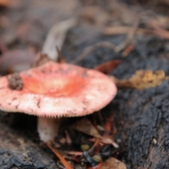 Russula sp. (genus) at Budawang, NSW - 2 Jan 2021