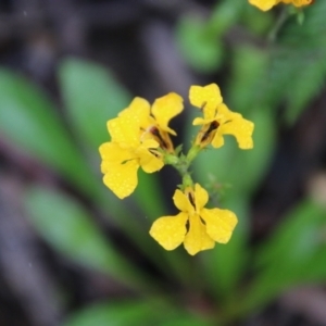 Goodenia bellidifolia subsp. bellidifolia at Budawang, NSW - 2 Jan 2021