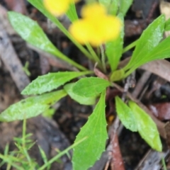 Goodenia bellidifolia subsp. bellidifolia at Budawang, NSW - 2 Jan 2021