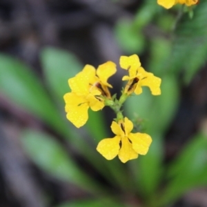 Goodenia bellidifolia subsp. bellidifolia at Budawang, NSW - 2 Jan 2021 03:16 PM