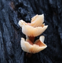 Collybia s.l. at Budawang, NSW - 2 Jan 2021 by LisaH