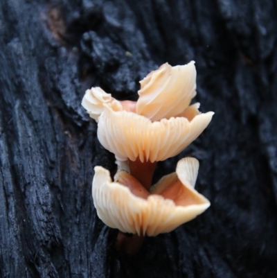 Collybia s.l. at Budawang, NSW - 2 Jan 2021 by LisaH