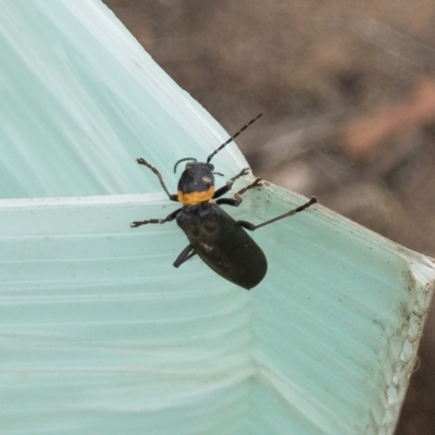 Chauliognathus lugubris (Plague Soldier Beetle) at Illilanga & Baroona - 9 Jan 2020 by Illilanga