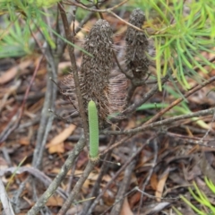 Banksia spinulosa (Hairpin Banksia) at Budawang, NSW - 2 Jan 2021 by LisaH