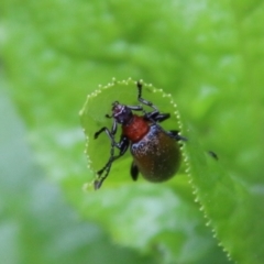 Lagriini sp. (tribe) (Unidentified lagriine darkling beetle) at Budawang, NSW - 2 Jan 2021 by LisaH