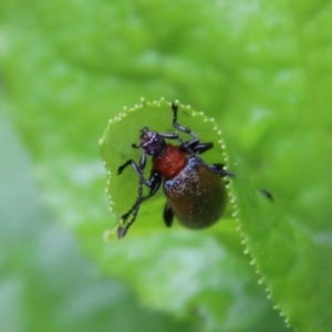 Lagriini sp. (tribe) at Budawang, NSW - 2 Jan 2021 02:51 PM