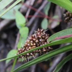 Lomandra (genus) (A Matrush) at Budawang, NSW - 2 Jan 2021 by LisaH