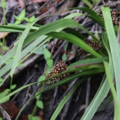 Lomandra sp. at Budawang, NSW - 2 Jan 2021