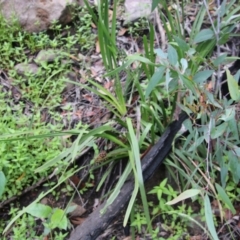 Lomandra sp. at Budawang, NSW - 2 Jan 2021