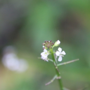 Rorippa laciniata at Budawang, NSW - 2 Jan 2021