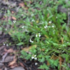 Rorippa laciniata at Budawang, NSW - 2 Jan 2021