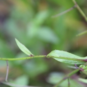 Rorippa laciniata at Budawang, NSW - 2 Jan 2021