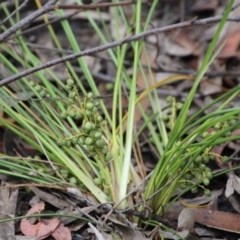 Lomandra (genus) (A Matrush) at Budawang, NSW - 2 Jan 2021 by LisaH