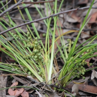 Lomandra (genus) (A Matrush) at Budawang, NSW - 2 Jan 2021 by LisaH