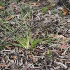 Lomandra sp. at Budawang, NSW - 2 Jan 2021 12:57 PM