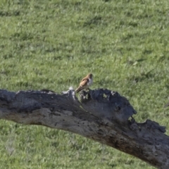 Falco cenchroides (Nankeen Kestrel) at Michelago, NSW - 18 Oct 2020 by Illilanga