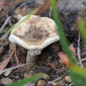 Amanita sp. at Budawang, NSW - 2 Jan 2021