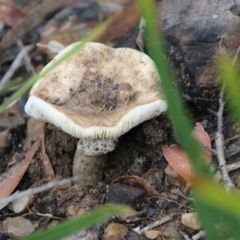 Amanita sp. (Amanita sp.) at Budawang, NSW - 2 Jan 2021 by LisaH