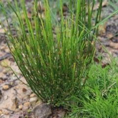 Amperea xiphoclada (Broom Spurge) at QPRC LGA - 2 Jan 2021 by LisaH